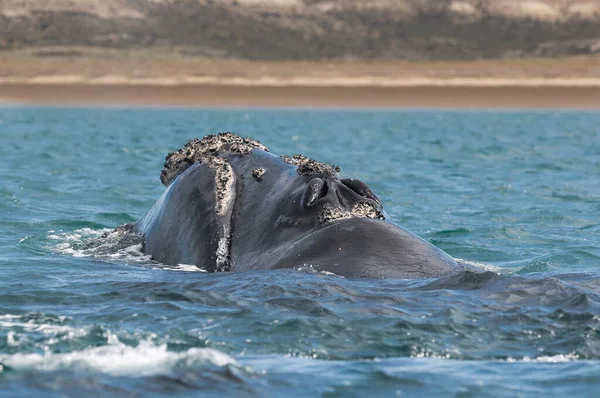 Baleine Noire Sud Émergeant Eau Patagonie — Photo