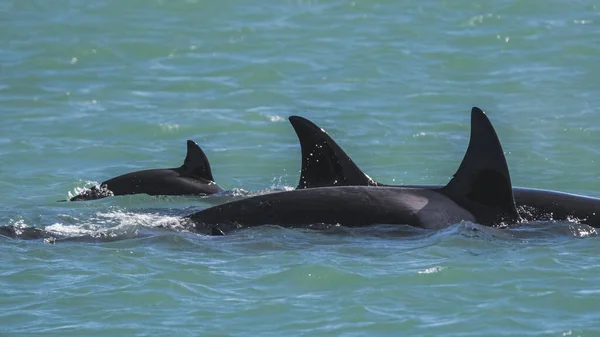 Moeder Baby Orca Zwemmen Aan Oppervlakte Patagonië Argentinië — Stockfoto