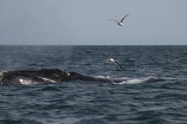 Balina kuyruğu ve martı, Yarımada Valdes, Patagonya, Arjantin.