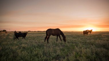 Gün batımında at silueti, kırsalda, La Pampa
