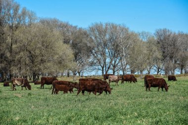 İnekler, Patagonya 'nın kırsal bölgelerinde doğal otlarla beslenirler.