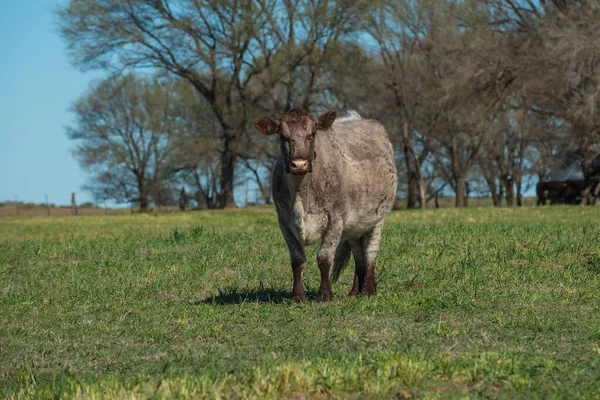 Vacas Alimentadas Con Pasto Natural Campo Pampeano Patagonia —  Fotos de Stock