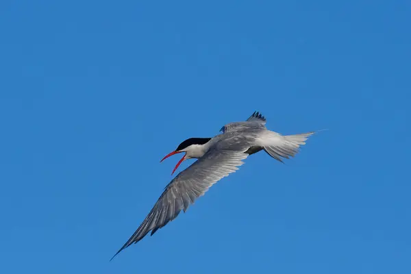 Patagonya Arjantin Sandviçler Uçuyor — Stok fotoğraf