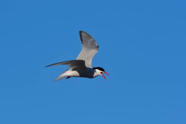 Tern uçuyor, Yarımada Valdes, Patagonya Arjantin.