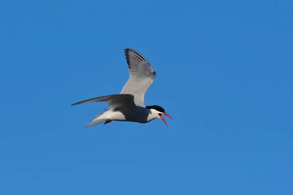 Tern Uçuyor Yarımada Valdes Patagonya Arjantin — Stok fotoğraf