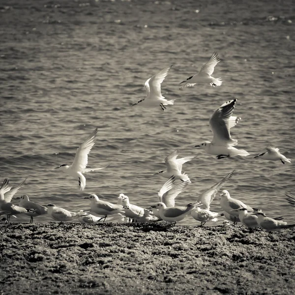 Gaivota Patagônia Argentina — Fotografia de Stock