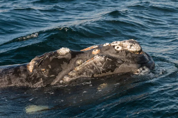 Walvisstaart Uit Het Water Valdes Van Het Schiereiland Patagonië Argentinië — Stockfoto