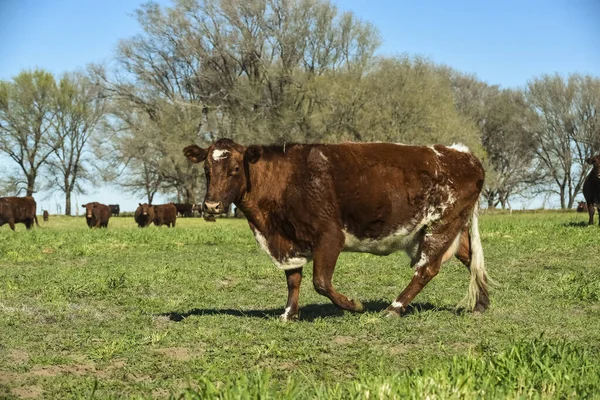 パタゴニアのパンパス地方の天然芝牛 — ストック写真