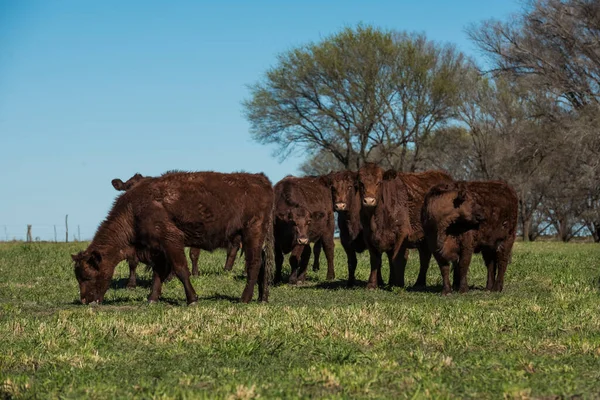 Αγελάδες Που Τρέφονται Φυσικό Χόρτο Στην Ύπαιθρο Της Πάμπας Παταγονία — Φωτογραφία Αρχείου