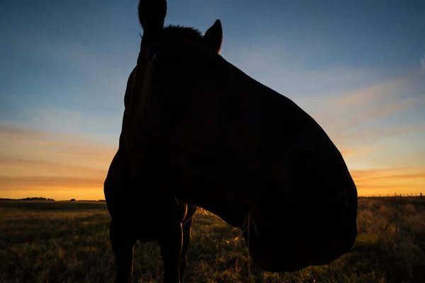 日没で馬のシルエット 中庭で ラパンパ — ストック写真