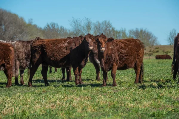 パタゴニアのパンパス地方の天然芝牛 — ストック写真