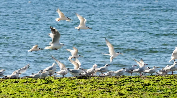 Möwen Und Seeschwalben Patagonien Argentinien — Stockfoto