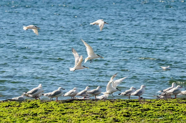 Möwen Und Seeschwalben Patagonien Argentinien — Stockfoto