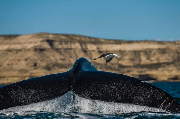 Queue Mouette Baleine Péninsule Valdes Patagonie Argentine — Photo