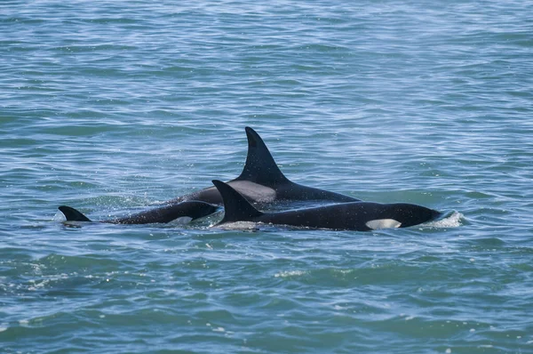 Orca Respirando Superficie Patagonia Argentina — Foto de Stock