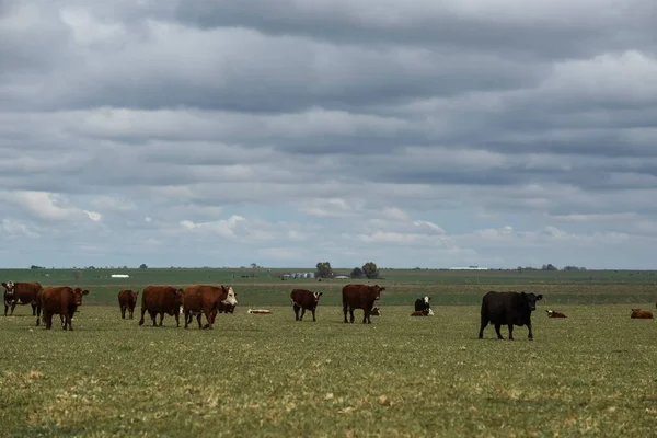 Vacas Alimentadas Con Pasto Natural Campo Pampeano Patagonia —  Fotos de Stock