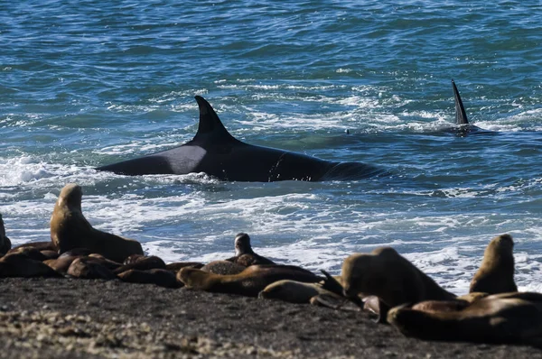 Orca Respirando Superficie Patagonia Argentina — Foto de Stock