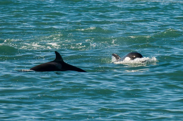 Orca Légzés Felszínen Patagonia Argentina — Stock Fotó