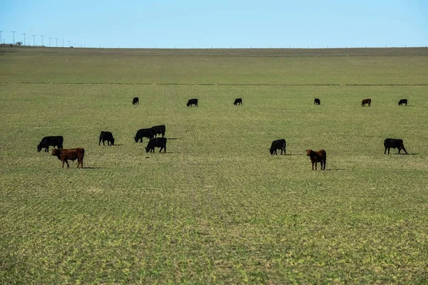 Корови Яких Годують Натуральною Травою Сільській Місцевості Патагонії — стокове фото