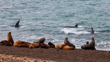 Katil balina avcısı deniz aslanları, Yarımada Valdes, Patagonya 