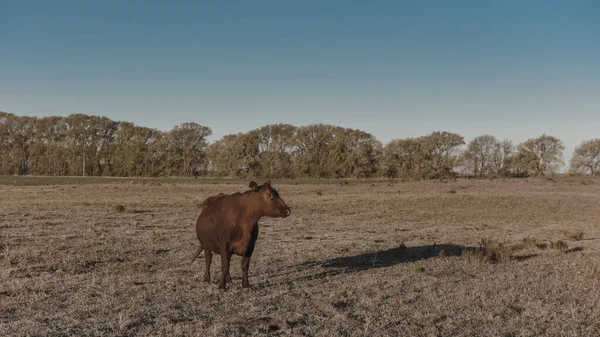 Mucche Nutrite Con Erba Naturale Nella Campagna Pampas Patagonia — Foto Stock