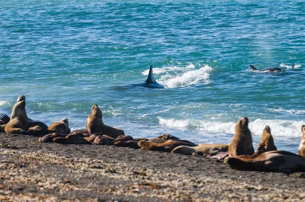 Orca在水面上呼吸 Patagonia阿根廷 — 图库照片