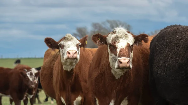 Vacas Alimentadas Con Pasto Natural Campo Pampeano Patagonia —  Fotos de Stock