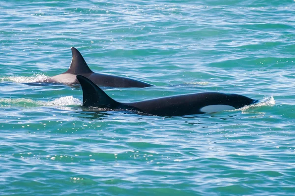 Orca Bernapas Permukaan Patagonia Argentina — Stok Foto