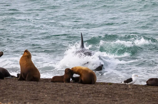 Caza Ballenas Asesinas Lobos Marinos Peninsula Valdes Patagonia — Foto de Stock