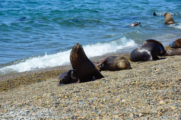 Männliche Seelöwen Der Küstenkolonie Patagonien Argentinien — Stockfoto