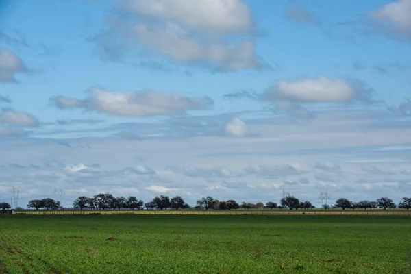 Paisagem Campo Com Flores Amarelas Pampa Argentina — Fotografia de Stock