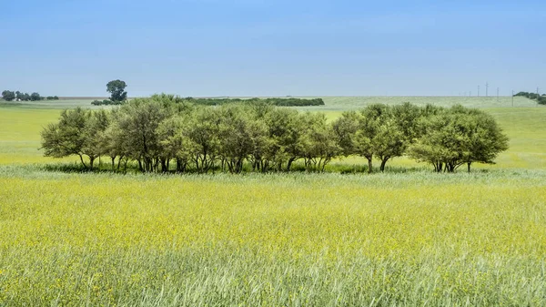 Sarı Çiçekli Arazi Pampa Arjantin — Stok fotoğraf