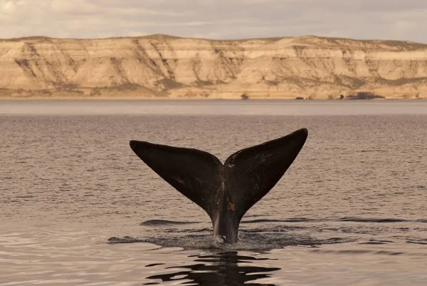 Right Whale Tail Endangered Species Patagonia Argentina — Stock Photo, Image