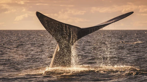 Cola Ballena Franca Especies Amenazadas Patagonia Argentina — Foto de Stock