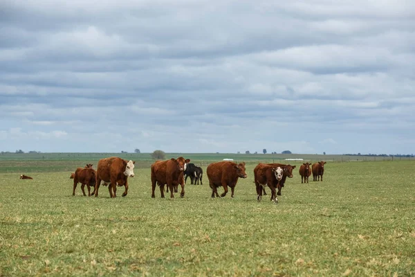 Pampas Kırsalında Sığırlar Pampa Arjantin — Stok fotoğraf