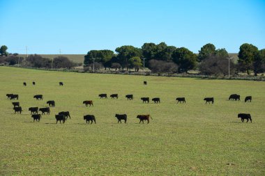 Pampas kırsalında sığır güder, La Pampa, Arjantin.