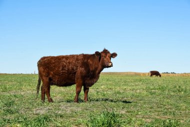 Cattle grazing in pampas countryside, La Pampa, Argentina. clipart