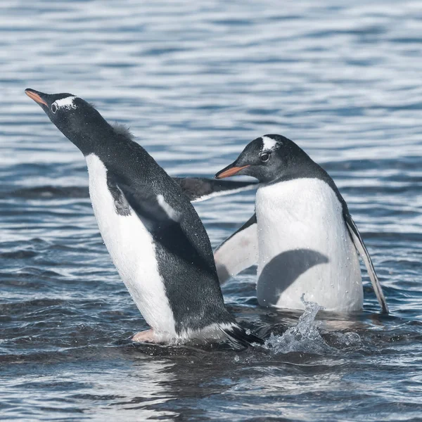 Gentoo Penguins Antarctic Beach Neko Harbour Antarctica —  Fotos de Stock