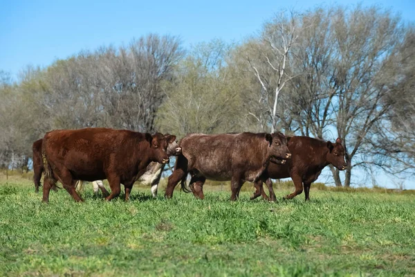 パンパ地方 パンパ アルゼンチンの牛の放牧 — ストック写真