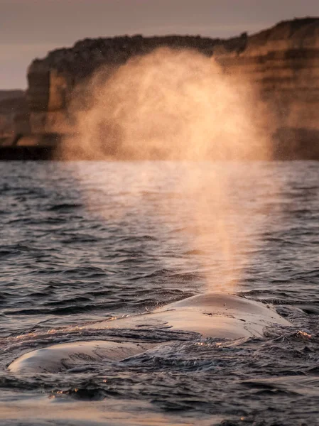 Respiration Baleine Noire Péninsule Valdes — Photo