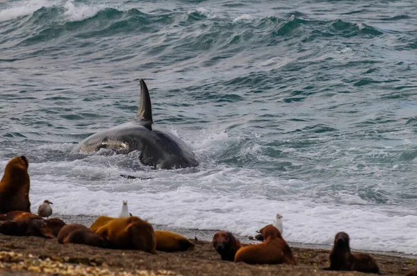 Вбивця Полювання Морських Левів Півострова Вальдес Патагонія — стокове фото