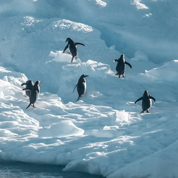 Gentoo Pingviinit Pygoscelis Papua Jäävuorella Etelämantereella — kuvapankkivalokuva