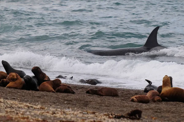 Killer whale hunting sea lions, Peninsula Valdes, Patagonia