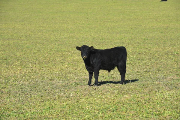 Ganado Pastando Campiña Pampeana Pampa Argentina —  Fotos de Stock