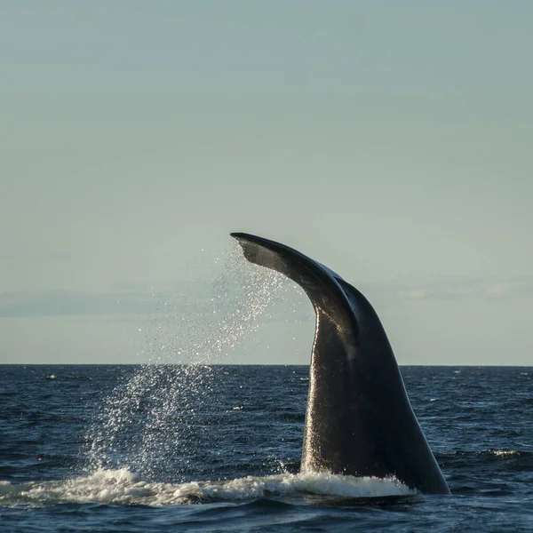 Cauda Baleia Franca Espécies Ameaçadas Extinção Patagónia — Fotografia de Stock