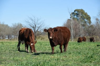 Pampas kırsalında sığırlar otluyor, La Pampa, Arjantin.