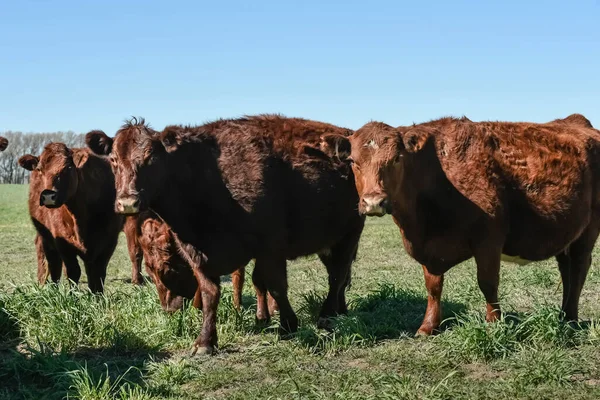 パンパ地方 パンパ アルゼンチンでの牛の放牧 — ストック写真