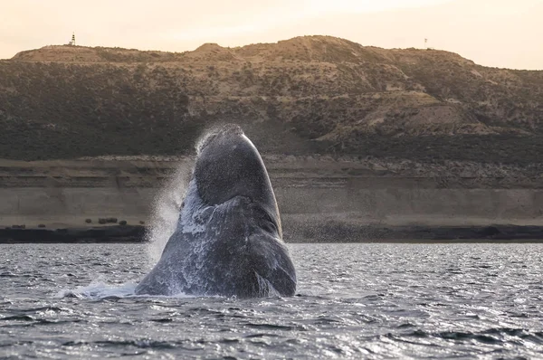 Saut Baleine Valdes Péninsule Patagonie Patagonie — Photo