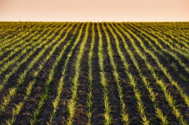 Pampas 'ın kırsal kesimlerinde, doğrudan sıra ekiliyor, Arjantin