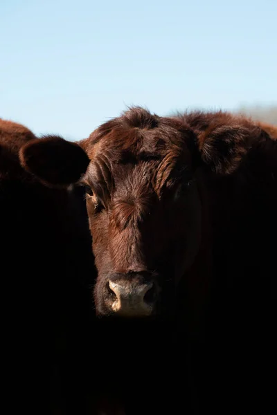 Vaca Pastando Campiña Pampeana Pampa Argentina — Foto de Stock